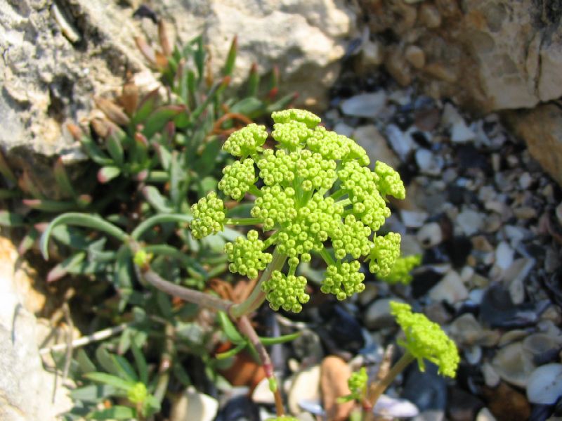 Crithmum maritimum / Finocchio marino